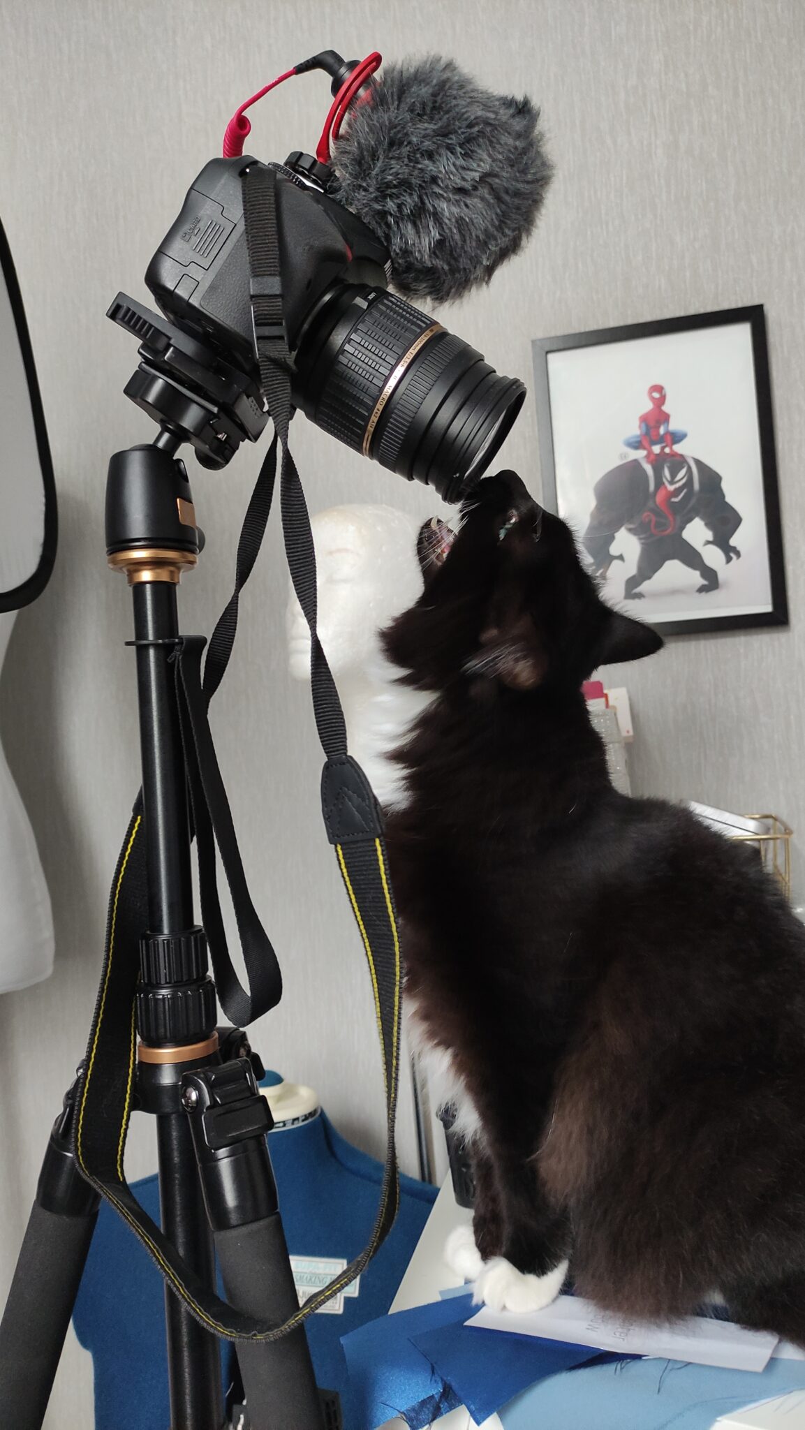 tripod and cat